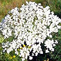 Морковь дикая