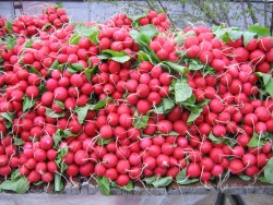 Сора